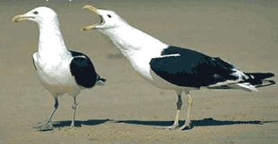 Sexo pajaros