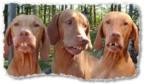 Los perros de Ronaldinho