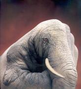 elefante.jpg