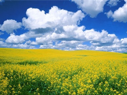 Primavera