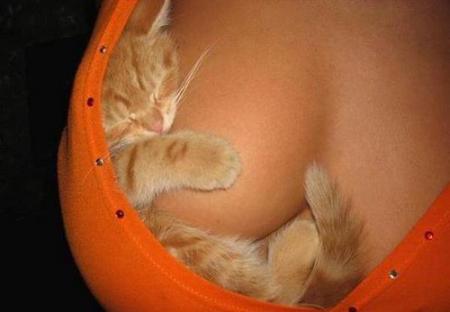 Logo Firefox
